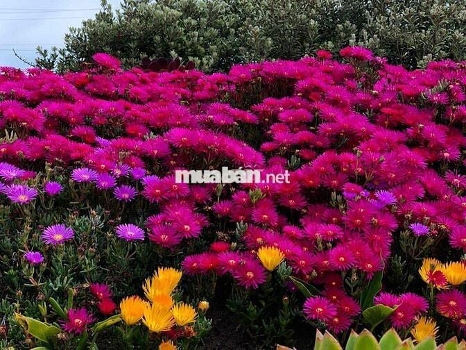 [1010] [391]Bán căn hộ Mizuki 78m2 MP678 view kênh
