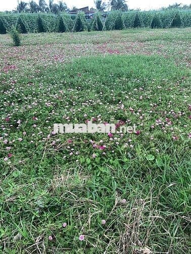 Chính chủ bán gấp dt 126m2 giá 546tr Tiền Giang