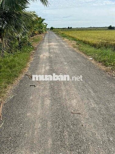 Bán Gấp Lô Đất Thổ Cư xã Tân điền huyện.gò công đông tiền giang