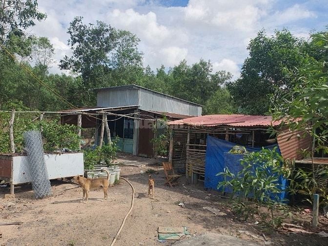 Cần bán 1504m2 đất trồng cây lâu năm (QH đất ở nông thôn) giá 2,5tr/m