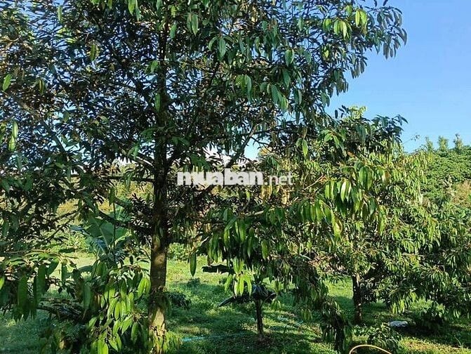 Sổ đẹp đất đẹp khách nào sẵn tiền mua ngay