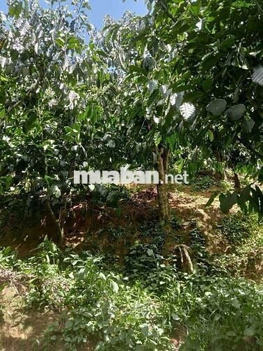 ĐẤT NGỘP GIÁ RẺ THÔN 9 TÂN LẠC