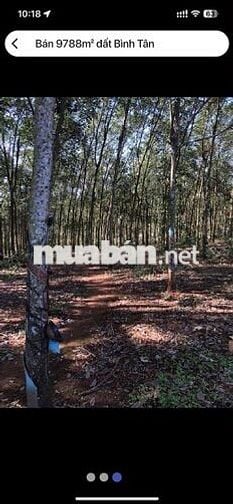đất sổ đỏ, xã Bình Tân, huyện Phú Riềng, tỉnh Bình Phước