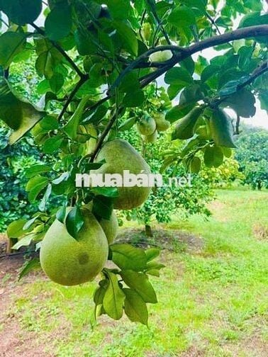 Chính chủ cần bán 2 lô đất vườn Tân Lâm, SH công chứng, giá 1,5tỷ full