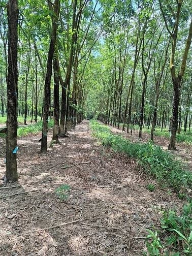 Chính chủ gửi bán 43890m2 đất tại xã tân phước, đồng phú, giá 35.2 tỷ