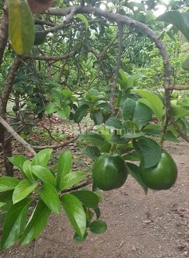 Cho thuê nhà và đất để canh tác