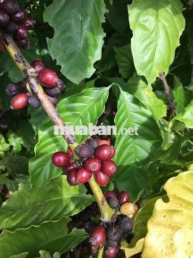 Cần bán 4.5 xào đất buôn ma thuột nông nghiệp
