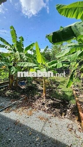 🌳 ( Giáp chủ) [14 triệu/m²] Đất vườn An Sơn 31 - Hơn 9 tỷ