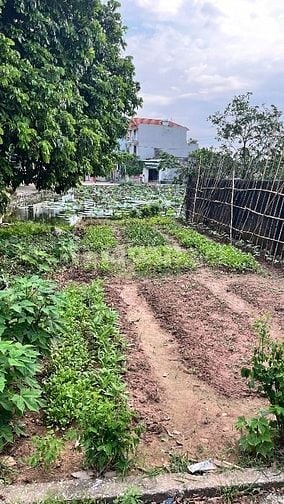 Bán đất ở siêu vip 1 mặt đường  nhựa 6 m , một mặt ao Sen 
