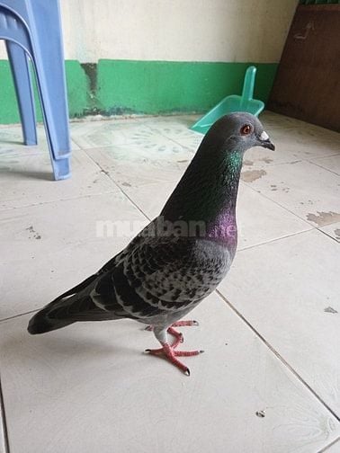 Tìm cơ sở và CTY cho lãnh hàng gia công về nhà làm 
