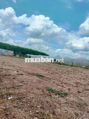 Bấn đất sào TPHCM mới, 1706,5m2, đúng giá 430 triệu.