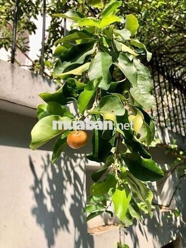 Cho thuê nhà1tr 3lầu hẻm đường  Ba Cu Vũng Tàu