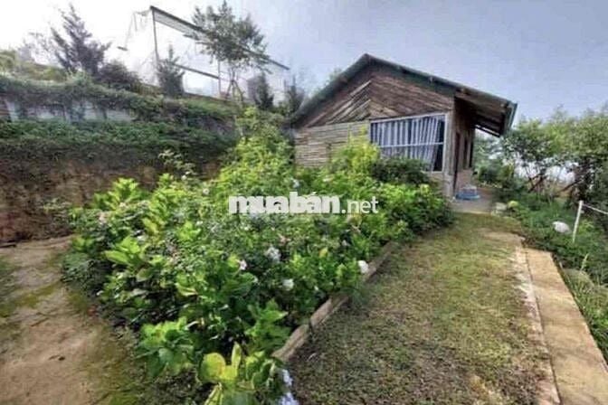 Chú Nợ Ngân Hàng Bán Homestay Có Nhà Sẵn Thị Trấn Lạc Dương Có 200m2