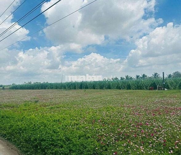Đất đẹp ngay biển Tân Điền Beach xã Tân Điền ,Gò Công Đông,Tiền Giang