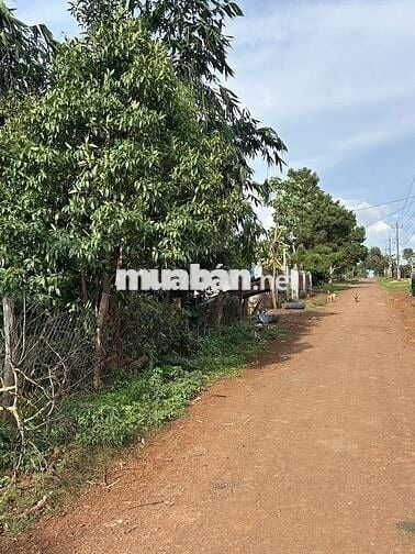 Cần bán lô đất mặt tiền đường . Đã có 100 thổ cư