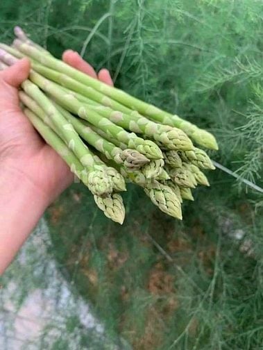 Khám Phá Những Ưu Điểm Nổi Bật của Măng Tây Xanh Loại 1