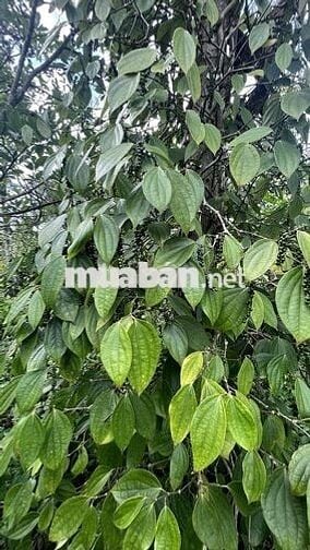 Bán đất 1 ha xã Đăk Song, tỉnh Lâm Đồng bám dọc mặt đường lớn(7m)