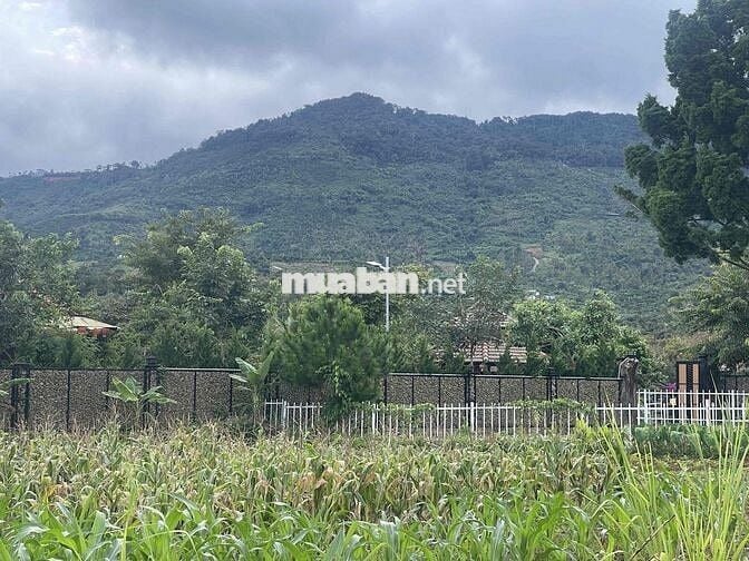 View núi Đại Bình Lộc sơn - Bảo Lộc - 336m2 sẵn thổ cư chỉ 2tỉ150tr