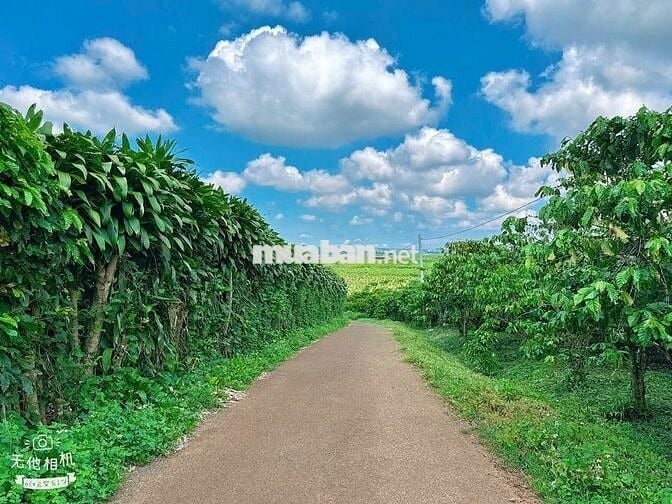 Đất thổ cư Lộc Đức - view núi 1 sào (15mx65m) mặt đường nhựa chỉ 900tr