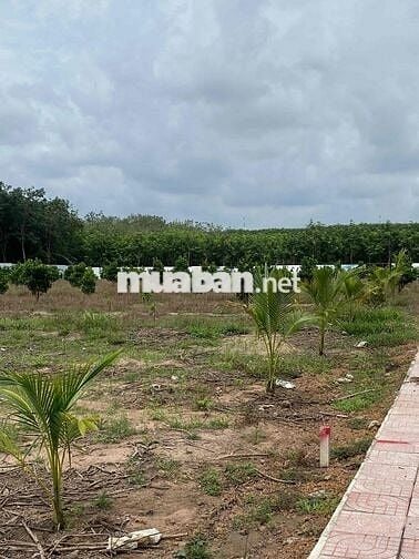Bán lô đất 2500 m2 nở hậu 28m2 ngay Phú Giáo - TP. HCM giá ngộp