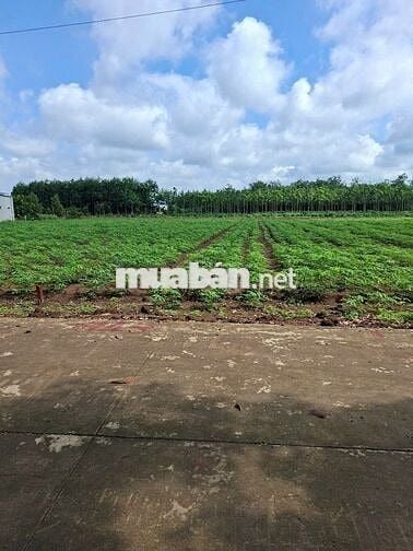 BÁN ĐẤT GẤP NGAY TRUNG TÂM PHÚ GIÁO- TP.HCM CHỈ 710 TRIỆU CÓ THỔ CƯ