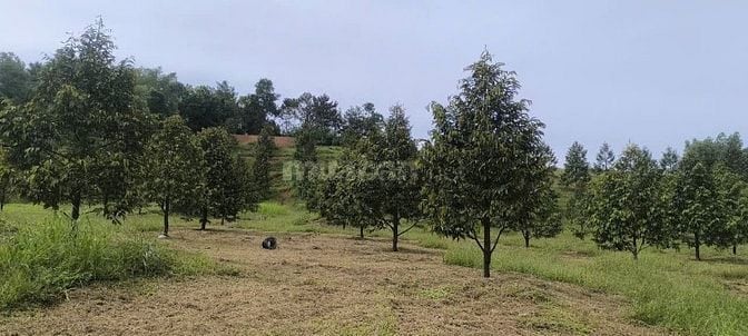 Bán 1,3 mẫu đất Quảng Trị Đà Tẻ giá chỉ 6ty900tr