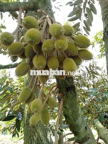 Đất vườn đẹp giá mềm gần Trảng Bom sẵn hàng cây ăn trái cổ thụ
