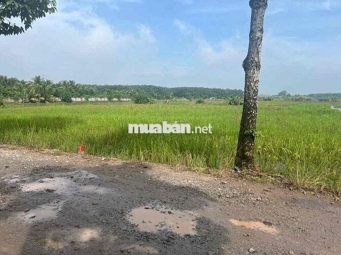 Cần sang nhượng gấp lô đất xã An Tây, Bến Cát