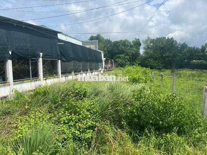 ĐẤT THỔ CƯ GIÁ NHANH 572tr NGAY KHU DÂN CƯ ĐÔNG