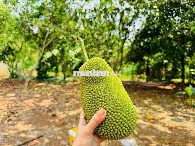 Chủ ngợp cần bán lô đất vườn để định cư nước ngoài Tại Định Quán