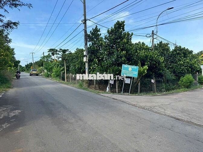 NHÀ & VƯỜN MÍT - 2 MẶT TIỀN NHỰA SIÊU DÀI - VUÔNG VẮN !