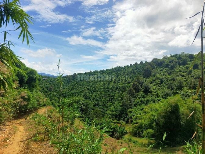 CẦN BÁN GIÁ RẺ VIEW ĐẸP. 6HEC-TA CAFE, SẦU RIÊNG XÃ ĐAM RÔNG, LÂM ĐỒNG