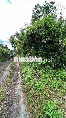 🍊 Bán Đất Vườn Long Khánh – Sầu Riêng, Bưởi, Bơ Đang Cho Trái – 3 Tỷ 7