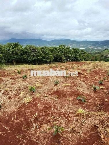 Bán Đất cà phê thu hoạch có thổ cư sổ hồng - 9000m2 - Gia Lâm, Lâm Hà