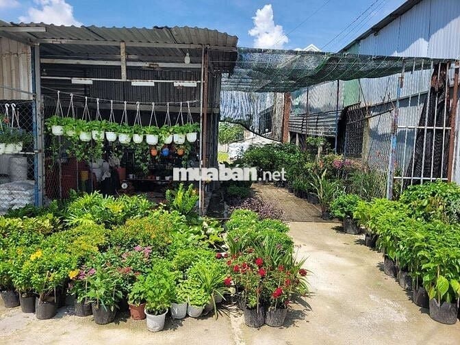 Sang lại cửa hàng kịn doanh cây cảnh hoạt mặt bẳng kinh doanh