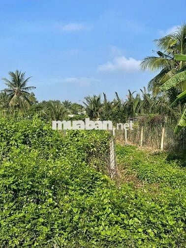 GẤP GẤP CẦN BÁN NHANH ĐẤT THỔ VƯỜN NGAY THỊ XÃ TRẢNG BÀNG