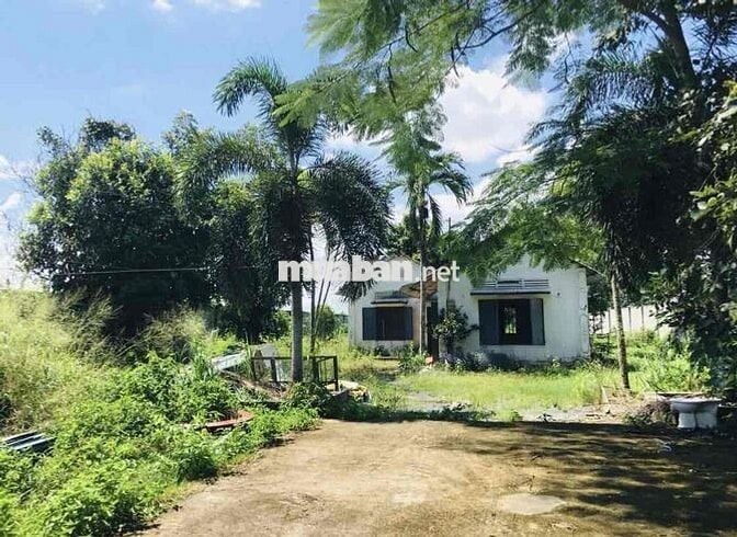 🌟🌟 BÁN ĐẤT 2 MẶT TIỀN – PHẠM VĂN CỘI, CỦ CHI – DIỆN TÍCH LỚN, GIÁ TỐT