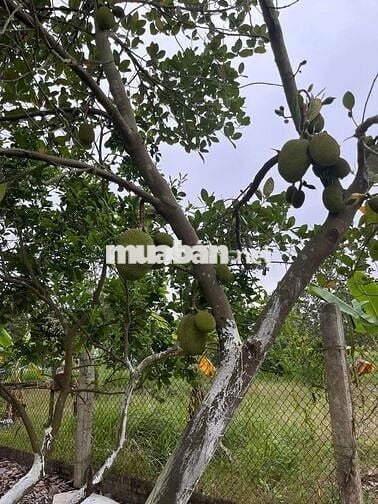 BÁN ĐẤT NÔNG NGHIỆP VẠN PHÚC (ĐẤT TRỒNG CÂY LÂU NĂM) Ô TÔ ĐỖ CỔNG