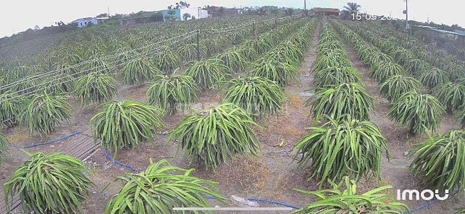 Bán đất trồng thanh long: dt( 10.000m2)