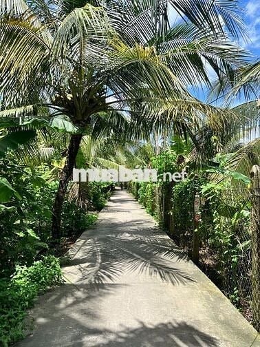 Đất Mỹ Hưng, Mỹ Phong 4m5 x 42 cách ĐH90A chỉ 150m hẻm ô tô