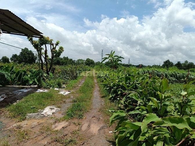 Bán Đất ruộng 50 năm tại Sài Sơn Quốc Oai, cách ĐL Thăng Long 3 phút