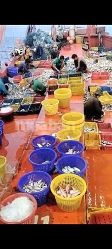 Tuyển 5 lao động nam làm việc trên biển tại Kiên Giang 