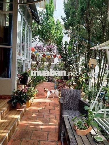 sang home siêu xinh cánh big c chỉ 800m
