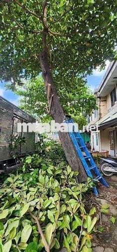 Chính chủ cần bán nhà phường Dĩ An
