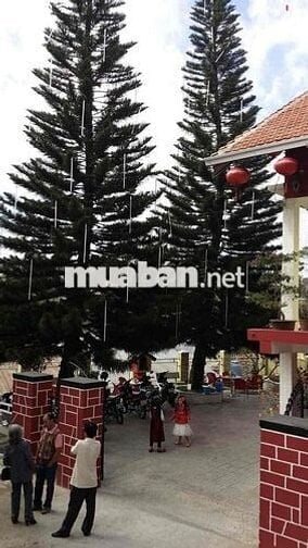 Cho thuê nhà đất 301m2 đang kinh doanh