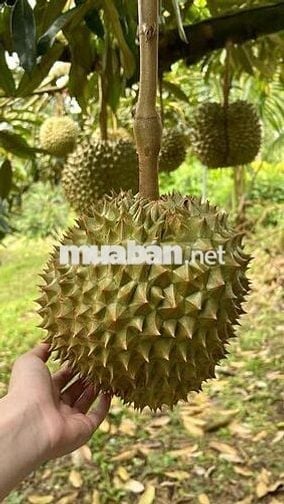 Bán gấp vườn cây ăn trái lâu năm ngay ngã tư Dầu Giây