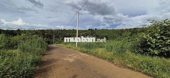 Đất view đẹp,  giá Ngộp thuộc  Tân Lạc Bảo Lâm