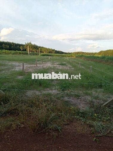 Đất TPHCM cần bán gấp 200m2 có 100m tc giá 390tr