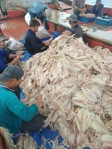 Tuyển dụng 4 lao động phổ thông - ngư phủ đi biển tại Phú Quốc, Kiên G