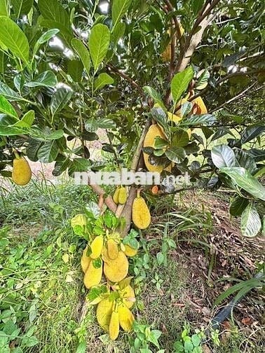 chính chủ ngộp ngân hàng bán gấp mãnh đất làm vườn